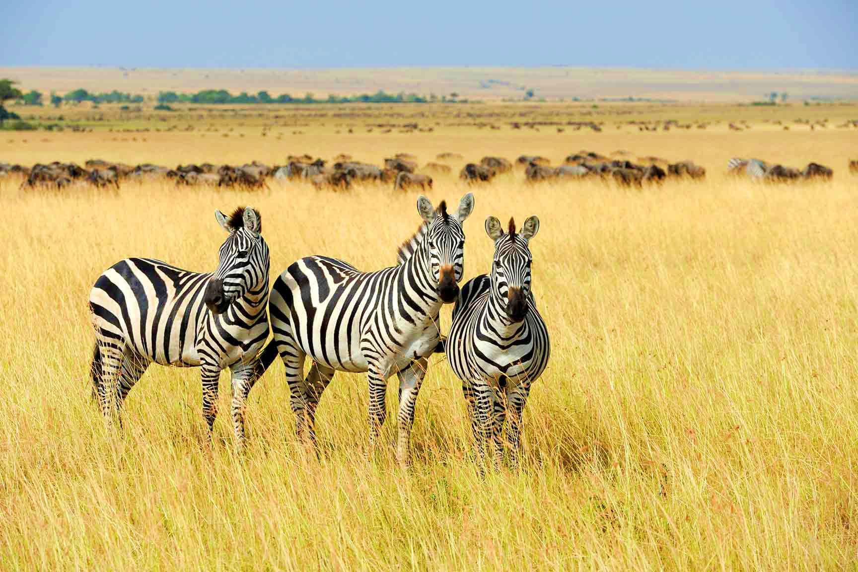 Three zebras standing in golden savanna grassland with wildebeest herd and acacia trees in background, Kenya wildlife scene